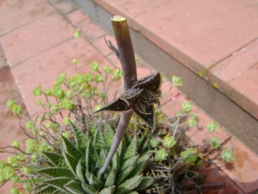 Aloe aristata, lastar - Suculente 2019