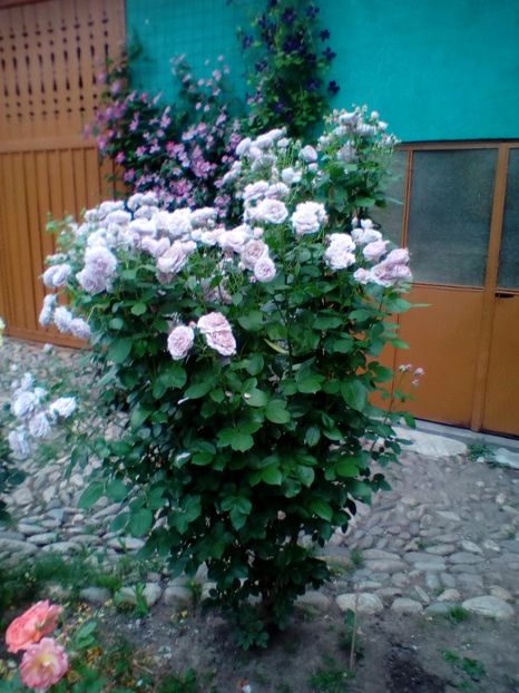 20 06 2019 - Novalis