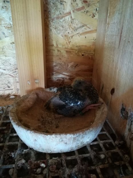  - Tineret germani 2019