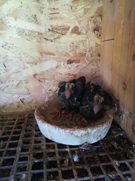  - Tineret germani 2019