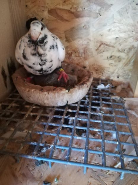  - Tineret germani 2019