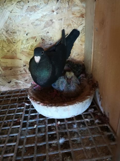  - Tineret germani 2019