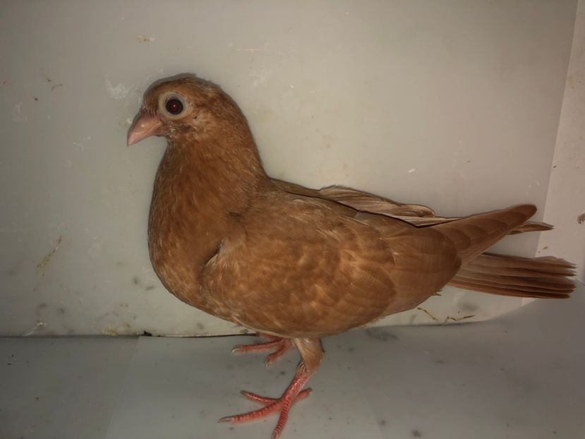 6958  femelă  2019_2 - tineret 2019