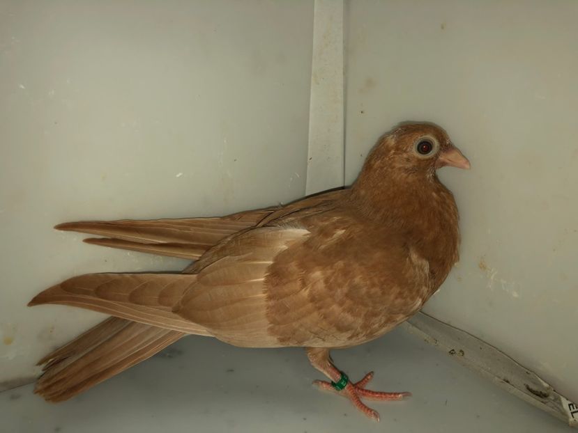 6958  femelă  2019_3 - tineret 2019