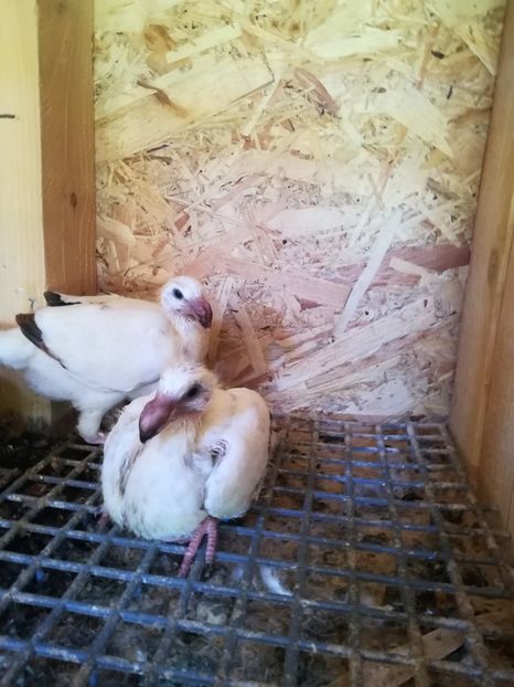  - Tineret germani 2019