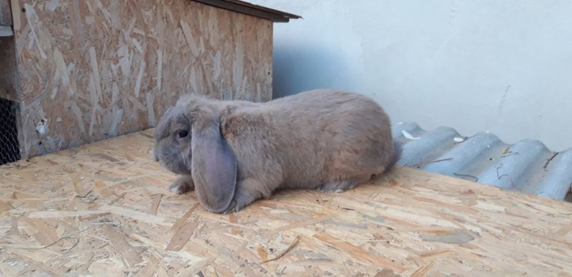 19.06.2019 - Mascul izabel