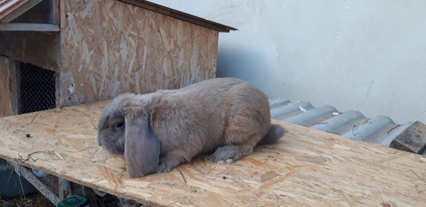 La 7.5 luni - Mascul izabel