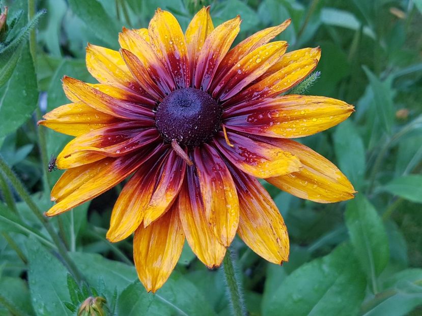 Rudbeckia - Iunie 2019