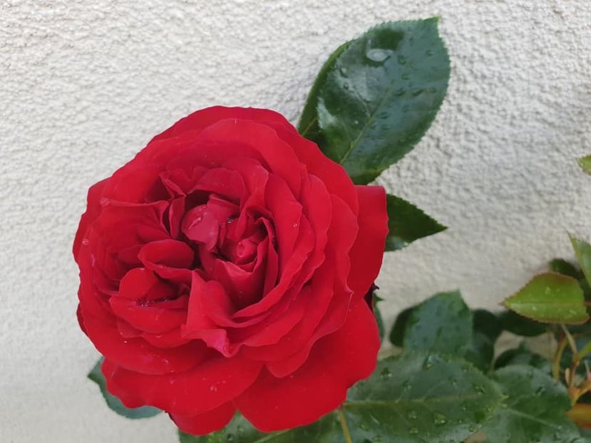 Tilleuspiegel -5 - TILL EULENSPIEGEL BEETROSE