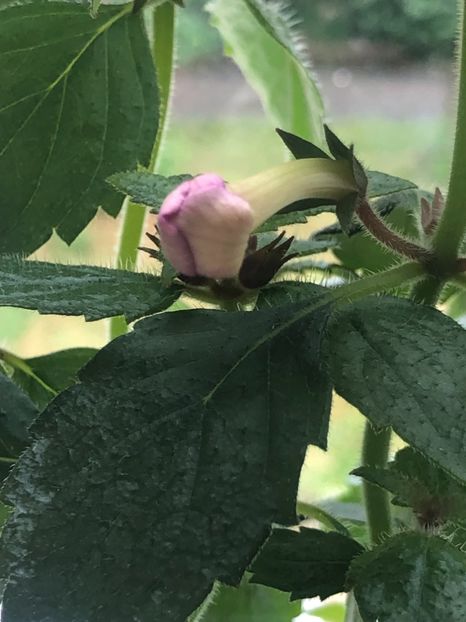 2149A7E2-A2EB-45FB-ADC7-7848045F65EC - Snoweetta - S Saliba