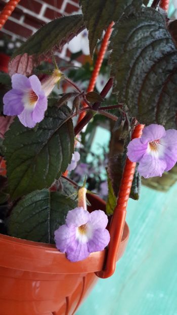 Camille Brozoni - 10 Achimenes 2019