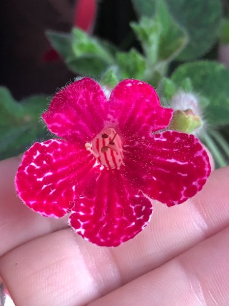 Texas Rainbow - KOHLERIA