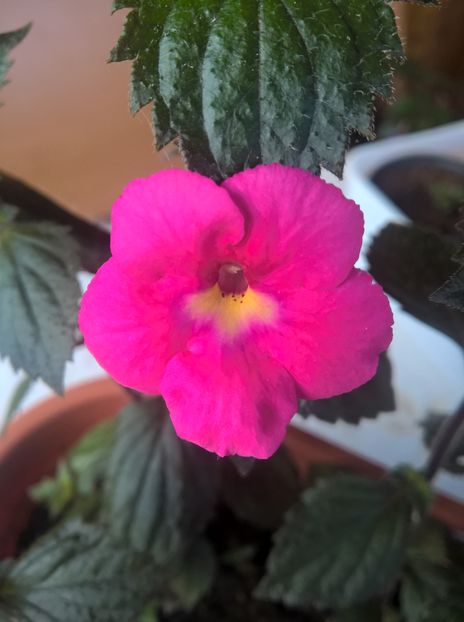 Candy Girl - Achimenes si Achimenantha 2019