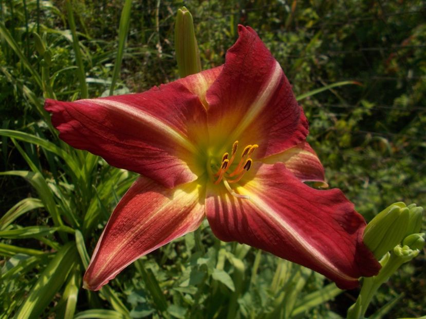  - Hemerocallis 2019