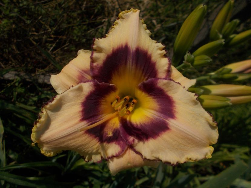 CANADIAN BORDER PATROL - Hemerocallis 2019
