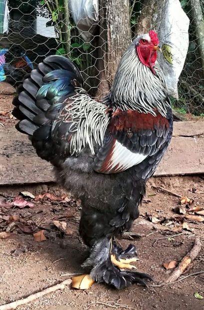 Costa Rica... - BRAHMA CLUB ROMANIA Facebook