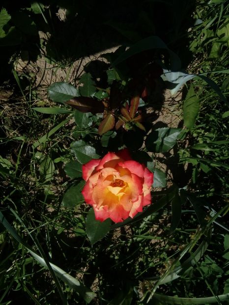 principesa margareta - Tepe de la Gradinamax
