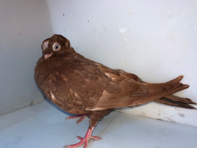 6844  mascul  2019_3 - pui 2019 BM