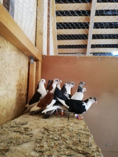  - De vânzare Gălățeni De zbor fără joc