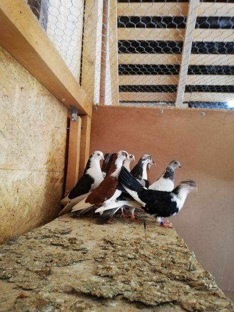  - De vânzare Gălățeni De zbor fără joc