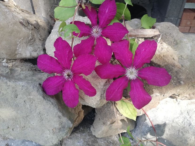  - Clematis