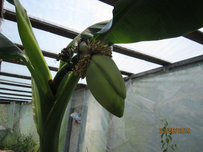 Fructe în formare -banan musa basjoo - PLANTE 2019
