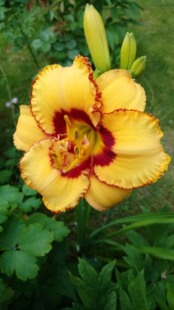  - Hemerocallis