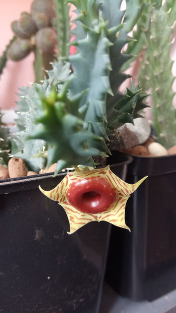 20.06.2019 - Huernia zebrina