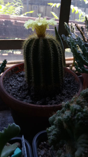  - Notocactus warasii