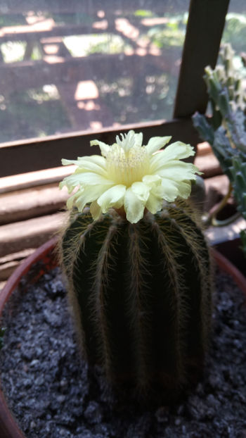 21.06.2019 - Notocactus warasii