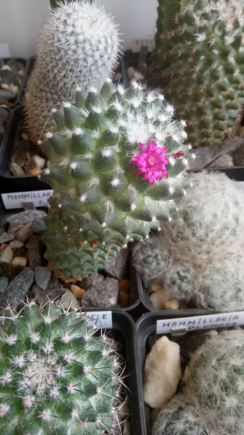 21.06.2019 - Mammillaria polythele ssp inermis