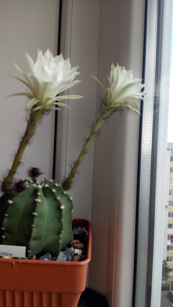 21.06.2019 - Echinopsis subdenudata