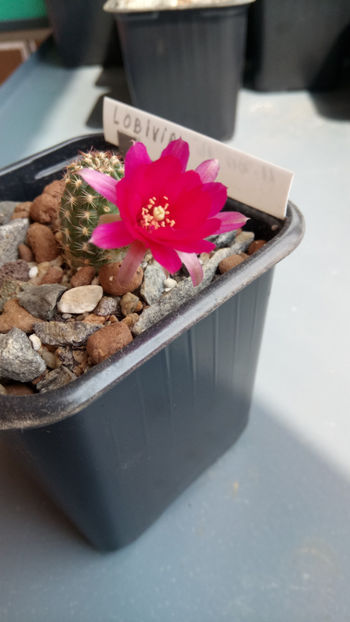 21.06.2019 - Chamaecereus pauline