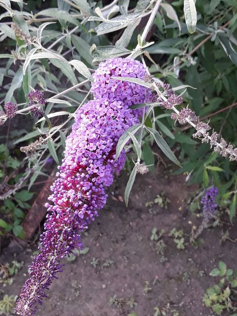  - Gradina mea 2019