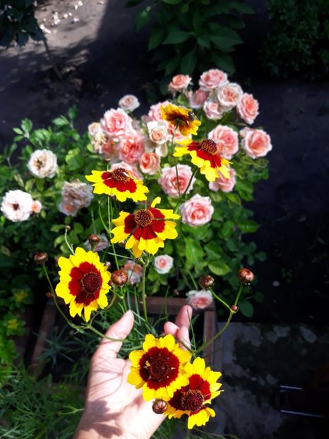 - Gradina mea 2019