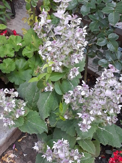  - Gradina mea 2019