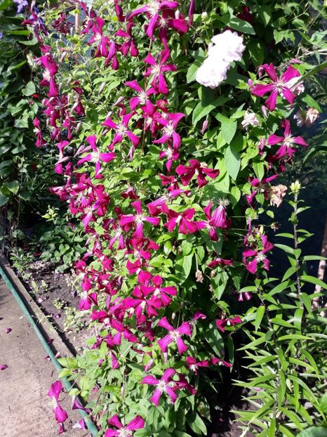  - Gradina mea 2019