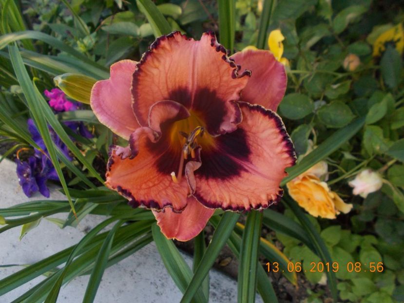 - HEMEROCALLISI-2019