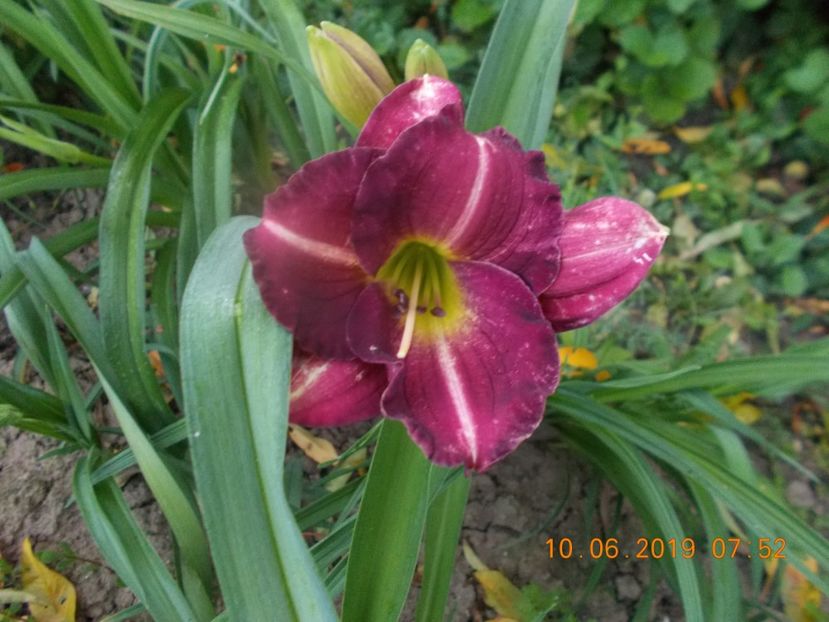  - HEMEROCALLISI-2019