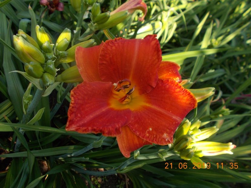  - HEMEROCALLISI-2019