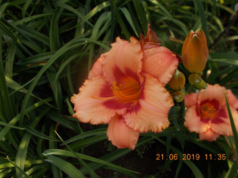  - HEMEROCALLISI-2019