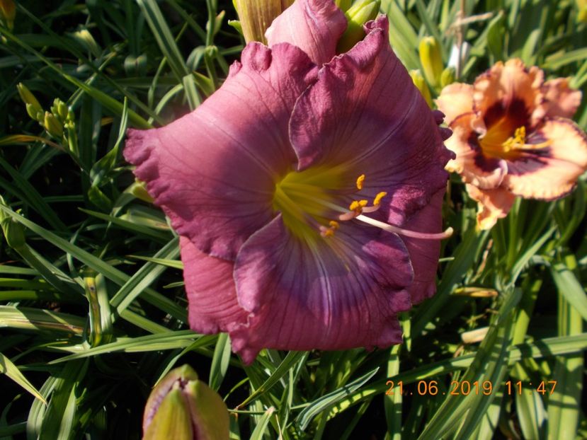  - HEMEROCALLISI-2019