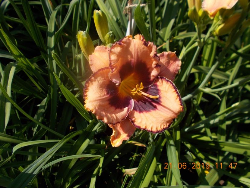  - HEMEROCALLISI-2019