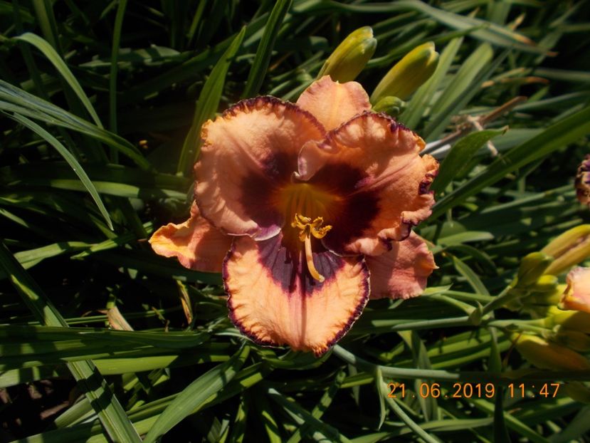  - HEMEROCALLISI-2019