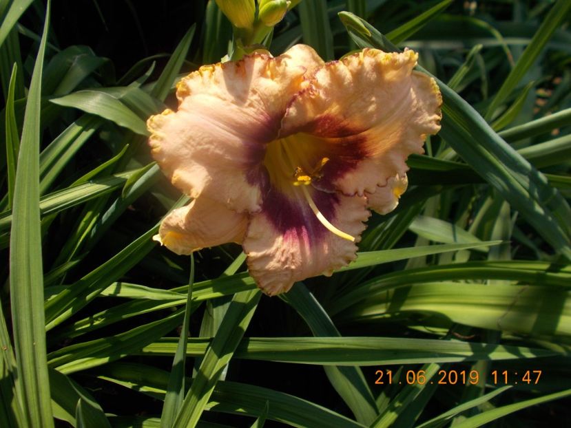  - HEMEROCALLISI-2019