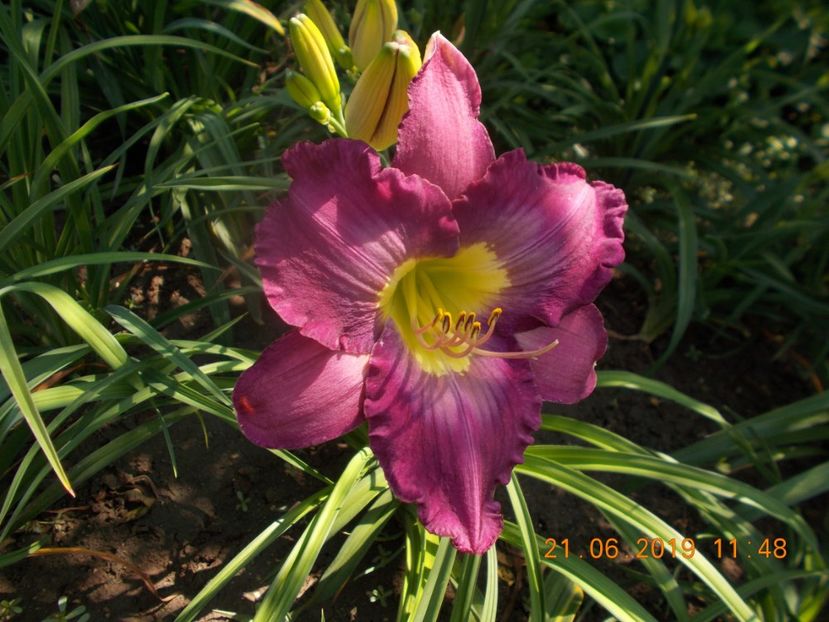  - HEMEROCALLISI-2019