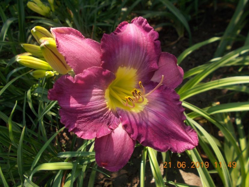  - HEMEROCALLISI-2019