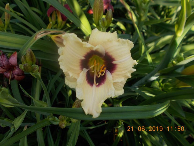  - HEMEROCALLISI-2019