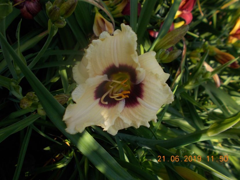  - HEMEROCALLISI-2019