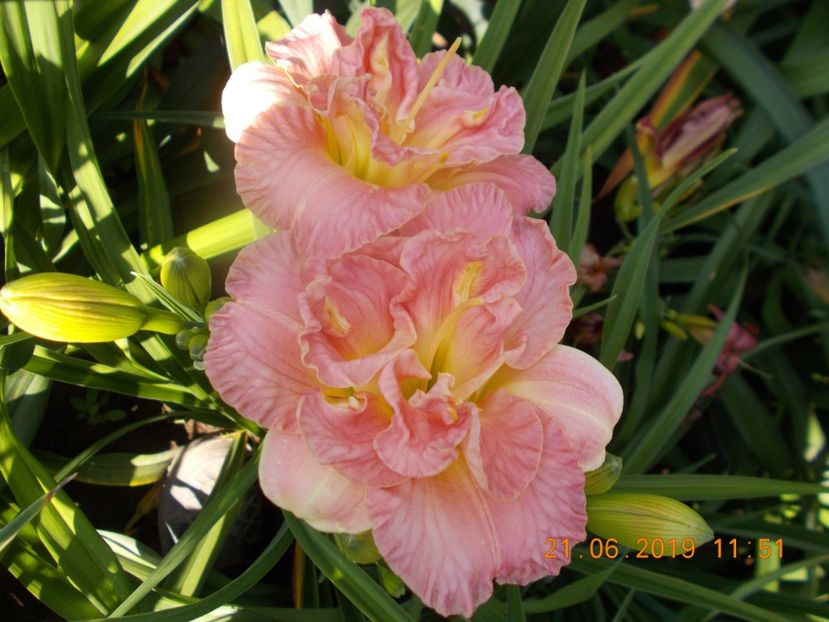  - HEMEROCALLISI-2019